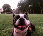 Boston TerrierBoston terrier welple mit nase