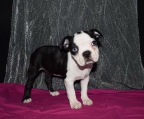 erwarten wir unseren boston terrier welpen