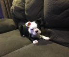 Boston Terrier  welpe ab 10 Monate