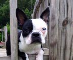 Boston Terrier