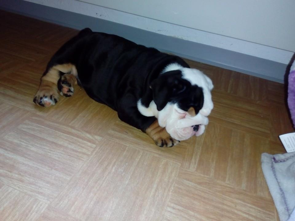 4 wunderschöne Englische Bulldogge Welpen mit Papieren