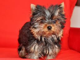  	Reinrassige Yorkshire Terrier Welpen