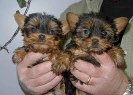  Yorkshire-Terrier