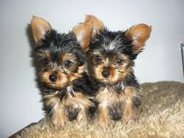  Biewer Yorkshire - Terrier Welpen