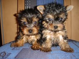  Yorkshire Terrier Welpen mit Papieren  