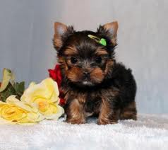 Yorkshire Terrier Welpen black and tan