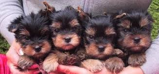 Süße Biewer-Yorkshire-Terrier & Golddust-Yorkshire-Terrier Welpen  