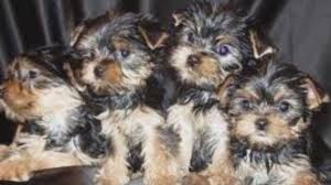 Biewer Yorkshire Terrier mit weisser Decke