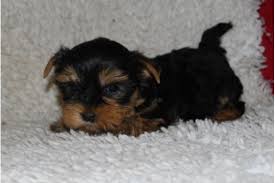 ildhübsche Yorkshire Terrier Welpen of sunny hill