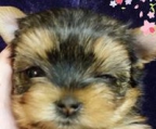 mini yorkshire terrier