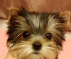 Unsere Yorkie