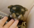 YORKSHIRE TERRIER PREIS HUNDE