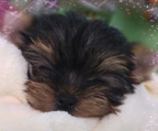 YORKSHIRE TERRIER 2 WELPEN