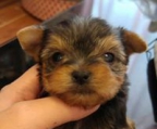 MINI YORKIE ZU VERKAUFEN