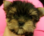 BIEWER YORKSHIRE TERRIER