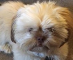 hundewelpen zu verschenken shih tzu