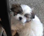 familienhund shih tzu welpe