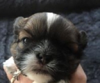 chiot shih tzu