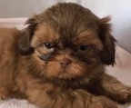 klein shih tzu