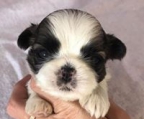 Zuckersüsser sehr verspielter shih tzu Rüde