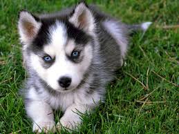 Siberian Husky-Welpen