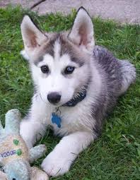 adorable Siberian Husky Welpen zu verkaufen