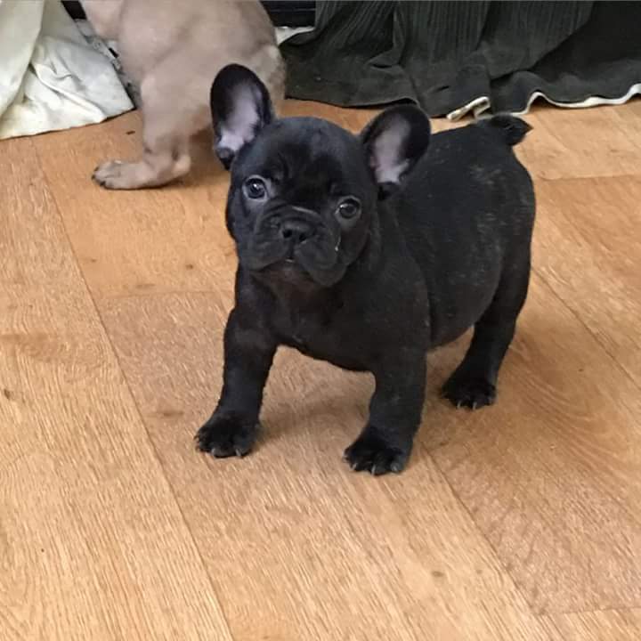 französische bulldogge welpen Schweiz