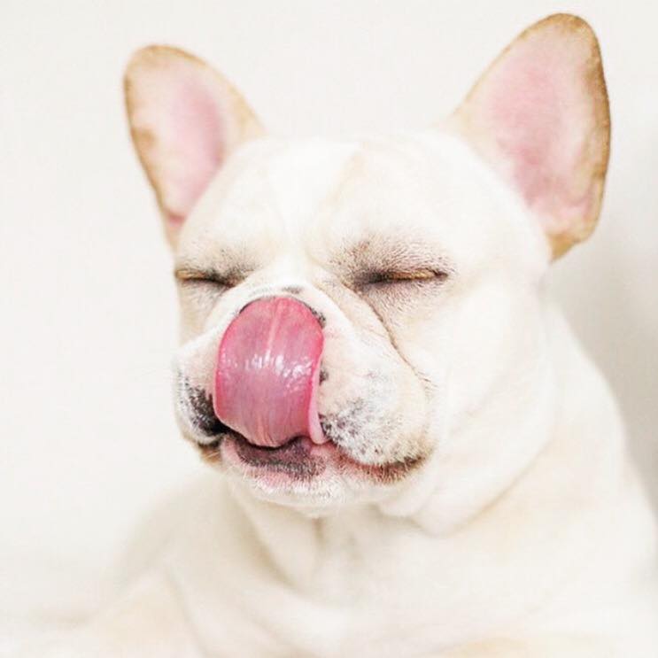 französische bulldogge verkauf