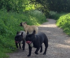 Französische Bulldogge hunde