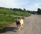 Französische Bulldogge wunderschone welpe