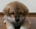 5 welpen Akita inu 