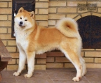 Preis welpe  Akita inu 