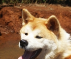 Akita inu Schweiz welpe