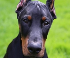 Dobermann hund