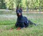 Dobermann Züchter