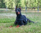 Dobermann Züchter