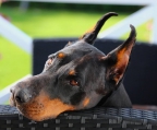 4 welpen Dobermann