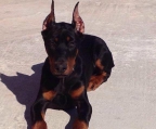 preis welpen Dobermann