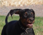 hündinnen Dobermann