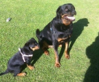 1 rüden 2 hündinnen Rottweiler