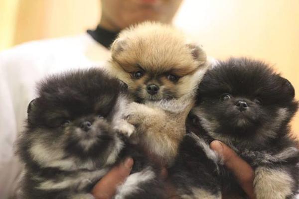 Süße Zwergspitz Pomeranian Welpen zu verkaufen.