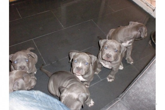 Reinrassige American Pit Bull Welpen