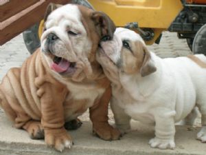 Englisch Bulldogge Welpen 