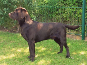 Labrador-Retriever-Deckrüde Preis CHF 1'600.00