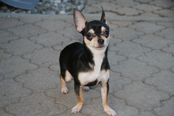 Chihuahua Roxi - 2 Jahre alt 