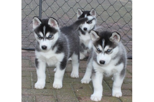 Wir haben Siberian Husky babys mit VDH/DCNH/FCI-Papieren