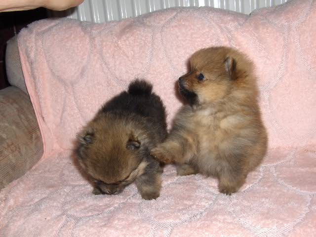 Pomeranian Zwergspitz - Spitz Welpe