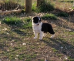 border collie welpen zu verkaufen