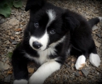 Border-Collie Welpen schwarz und weiß