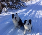 Border Collie​ Welpe älter als 8 Wochen